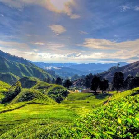 Kuala Lumpur and Cameron Highlan(5 Days  4 Nights)ds